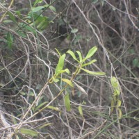 Taprobanea spathulata (L.) Christenson